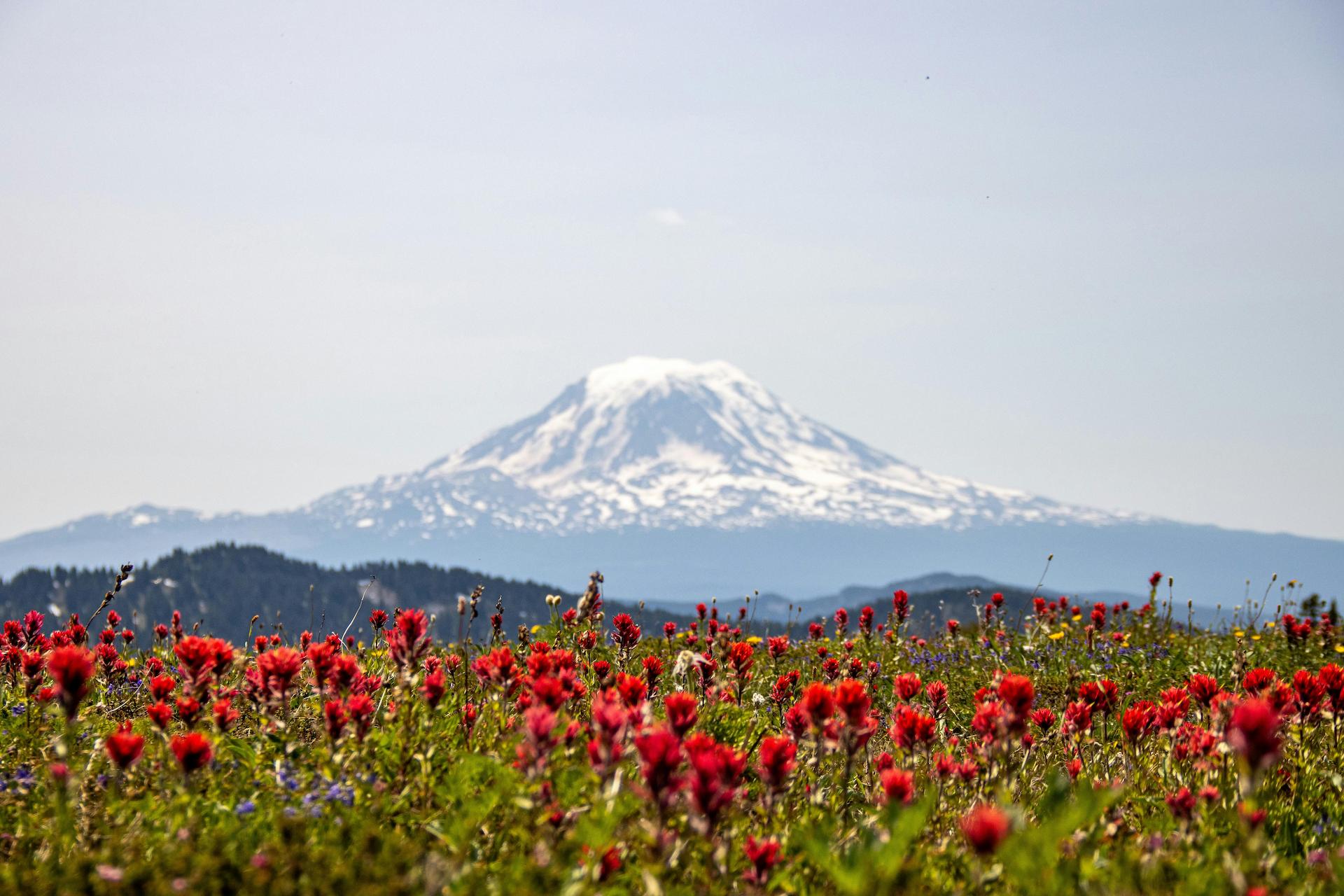 Image of red flowers with a snowcapped mountain in the background